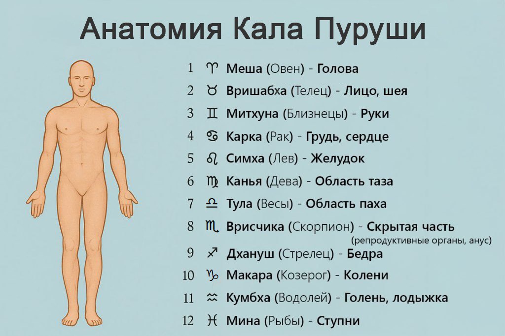 Схема Кала Пуруши и частей тела